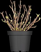 Hydrangea macrophylla 'Leuchtfeuer'