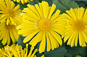 Doronicum orientale