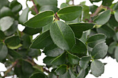 Ilex crenata 'Mariesii'