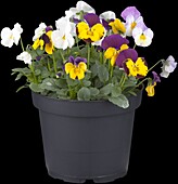 Viola cornuta Trio