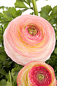 Ranunculus asiaticus