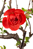 Chaenomeles japonica