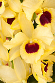 Dendrobium nobile Songbird