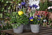 Ranunculus, Iris, Viola cornuta