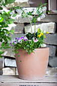 Spring flower mix pot (Narcissus)