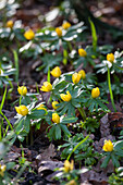 Eranthis hyemalis