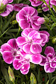 Dianthus caryophyllus pink