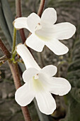 Streptocarpus parfuflora