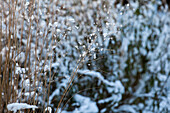 Wintergräser gefroren