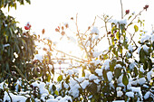 rose bush snow covered