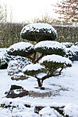 Garden bonsai