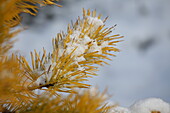 Pinus contorta 'Chief Joseph' snow covered