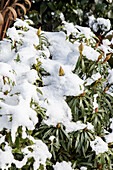 Rhododendron ponticum 'Graziella'