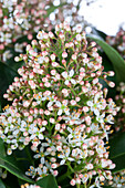 Skimmia japonica 'Marlot'