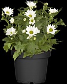 Chrysanthemum indicum, white