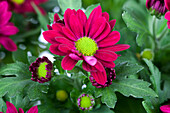 Chrysanthemum indicum, purple