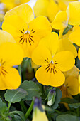Viola cornuta, gelb