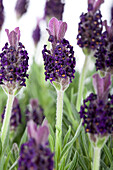 Lavandula stoechas 'Anouk