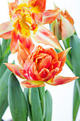 Tulipa