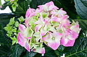 Hydrangea macrophylla, rosa