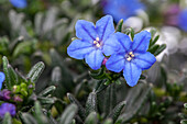Lithodora diffusa 'Heavenly Blue