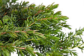 Juniperus communis 'Greenmantle'