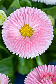 Bellis perennis