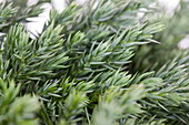 Juniperus squamata 'Blue Carpet'.