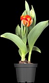 Tulipa