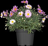 Argyranthemum frutescens, rosa