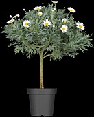 Argyranthemum frutescens, Stamm
