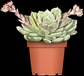 Echeveria 'Dondo