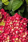 Hydrangea macrophylla