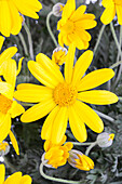 Euryops chrysanthemoides