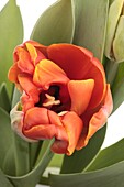 Tulipa