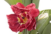 Tulipa