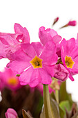 Primula rosea