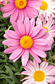 Argyranthemum frutescens, rosa