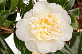 Camellia japonica 'Brushfield Yellow'