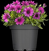 Osteospermum ecklonis