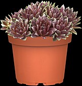 Sempervivum