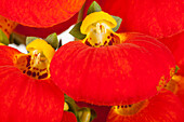 Calceolaria