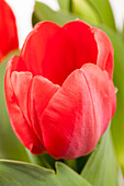 Tulipa 'Red Paradise'