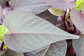 Ipomoea batatas