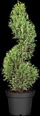 Juniperus communis, spiral plant