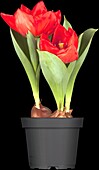 Tulipa 'Red Paradise'