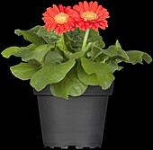 Gerbera 'Durora'