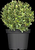 Ilex crenata 'Dark Green'®, globe bulb