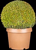 Buxus sempervirens 'Herrenhausen'