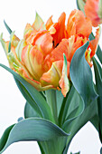 Tulipa